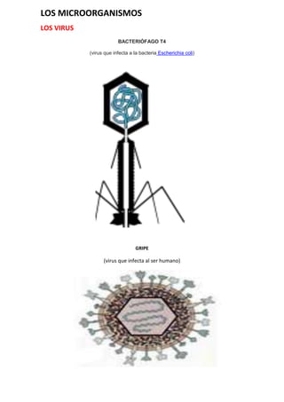 LOS MICROORGANISMOS
LOS VIRUS
BACTERIÓFAGO T4
(virus que infecta a la bacteria Escherichia coli)
GRIPE
(virus que infecta al ser humano)
 