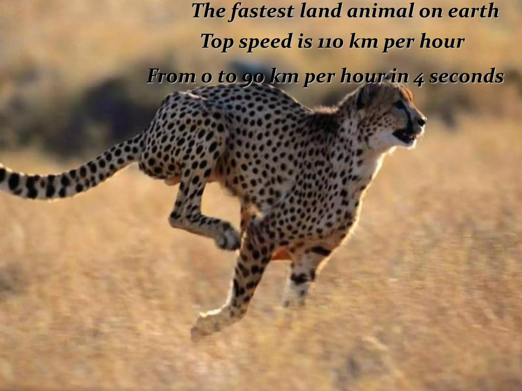 The fastest land animal on earth
Top speed is 110 km per hour
From 0 to 90 km per hour in 4 seconds