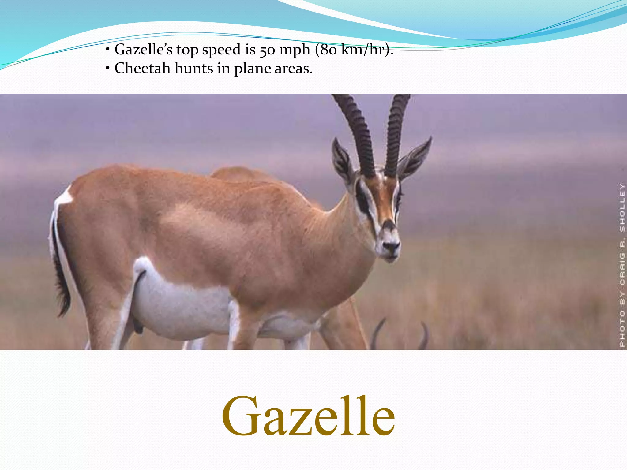 Gazelle
• Gazelle’s top speed is 50 mph (80 km/hr).
• Cheetah hunts in plane areas.