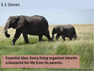 3.1 Genes
• Essential idea: Every living organism inherits
a blueprint for life from its parents.
http://pixabay.com/static/uploads/photo/2014/05/11/14/25/elephants-341981_640.jpg
 