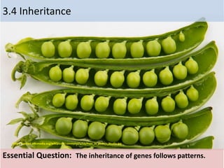 3.4 Inheritance
Essential Question: The inheritance of genes follows patterns.
http://upload.wikimedia.org/wikipedia/commons/1/11/Peas_in_pods_-_Studio.jpg
 