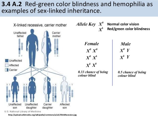 Color Blindness Hereditary Chart