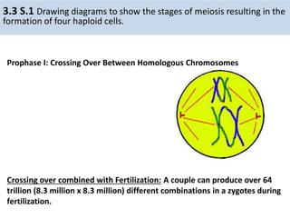 IB Biology 3.3 meiosis