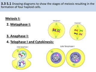 IB Biology 3.3 meiosis