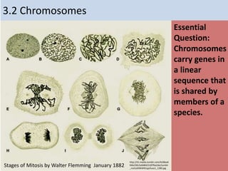 3.2 Chromosomes
Essential
Question:
Chromosomes
carry genes in
a linear
sequence that
is shared by
members of a
species.
http://41.media.tumblr.com/4c08ea6
94bcf30c5a9d8423187fba2de/tumblr
_mx5zd49kWN1qjofuoo1_1280.jpg
Stages of Mitosis by Walter Flemming January 1882
 