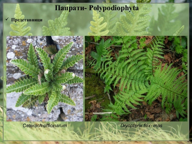 Paprati