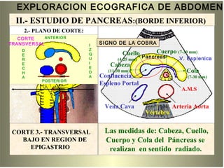 EXPLORACION ECOGRAFICA DE ABDOMEN
Cuello
(4-25 mm)
Cabeza
(11-30 mm)
Confluencia
Espleno Portal
A.M.S
Arteria AortaVena Cava
Vértebra
Cuerpo (7-30 mm)
Cola
(7-30 mm)
Corte 3
Las medidas de: Cabeza, Cuello,
Cuerpo y Cola del Páncreas se
realizan en sentido radiado.
CORTE 3.- TRANSVERSAL
BAJO EN REGION DE
EPIGASTRIO
V. Esplenica
ANTERIOR
D
E
R
E
C
H
A
I
Z
Q
U
I
E
D
A
SIGNO DE LA COBRA
POSTERIOR
CORTE
TRANSVERSAL
Pancreas
2.- PLANO DE CORTE:
II.- ESTUDIO DE PANCREAS:(BORDE INFERIOR)
 