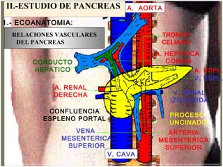 ECOGRAFIA ABDOMINAL - CORTES
II.-ESTUDIO DE PANCREAS A. AORTA
CONDUCTO
HEPATICO
A. RENAL
DERECHA
VENA
MESENTERICA
SUPERIOR
V. CAVA
PROCESO
UNCINADO
V. RENAL
IZQUIERDA
V. ESPL.
A. ESPL.
A. HEPATICA
COMUN
CONFLUENCIA
ESPLENO PORTAL
TRONCO
CELIACO
ARTERIA
MESENTERICA
SUPERIOR
RELACIONES VASCULARES
DEL PANCREAS
1.- ECOANATOMIA:
 