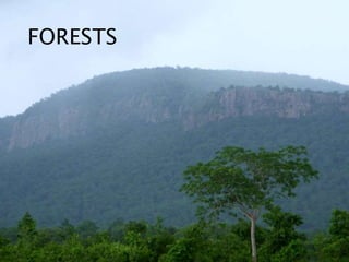 FORESTS
 