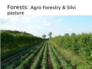 Forests: Agro Forestry & Silvi
pasture
 