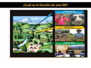 ¿Cuál es la función de una RB?
 