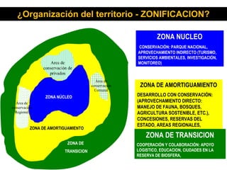 ¿Organización del territorio - ZONIFICACION?
ZONA NÚCLEO
ZONA NUCLEO
CONSERVACIÓN: PARQUE NACIONAL,
APROVECHAMIENTO INDIRECTO (TURISMO,
SERVICIOS AMBIENTALES, INVESTIGACIÓN,
MONITOREO)
ZONA DE
TRANSICION
Area de
conservación de
privados
Área de
conservación
Comunal
Área de
conservación
Regional
ZONA DE AMORTIGUAMIENTO
ZONA DE AMORTIGUAMIENTO
DESARROLLO CON CONSERVACIÓN:
(APROVECHAMIENTO DIRECTO:
MANEJO DE FAUNA, BOSQUES,
AGRICULTURA SOSTENIBLE, ETC.),
CONCESIONES, RESERVAS DEL
ESTADO, AREAS REGIONALES,
ZONA DE TRANSICION
COOPERACIÓN Y COLABORACIÓN: APOYO
LOGISTICO, EDUCACION, CIUDADES EN LA
RESERVA DE BIOSFERA,
 