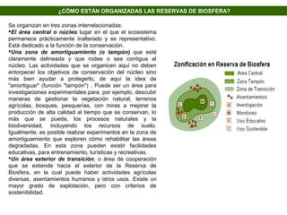 Se organizan en tres zonas interrelacionadas:
El área central o núcleo lugar en el que el ecosistema
permanece prácticamente inalterado y es representativo.
Está dedicado a la función de la conservación.
Una zona de amortiguamiento (o tampón) que esté
claramente delineada y que rodee o sea contigua al
núcleo. Las actividades que se organicen aquí no deben
entorpecer los objetivos de conservación del núcleo sino
más bien ayudar a protegerlo, de aquí la idea de
"amortiguar" (función "tampón") . Puede ser un área para
investigaciones experimentales para, por ejemplo, descubir
maneras de gestionar la vegetación natural, terrenos
agrícolas, bosques, pesquerías, con miras a mejorar la
producción de alta calidad al tiempo que se conservan, lo
más que se pueda, los procesos naturales y la
biodiversidad, incluyendo los recursos de suelo.
Igualmente, es posible realizar experimentos en la zona de
amortiguamiento que exploren cómo rehabilitar las áreas
degradadas. En esta zona pueden existir facilidades
educativas, para entrenamiento, turísticas y recreativas.
Un área exterior de transición, o área de cooperación
que se extiende hacia el exterior de la Reserva de
Biosfera, en la cual puede haber actividades agrícolas
diversas, asentamientos humanos y otros usos. Existe un
mayor grado de explotación, pero con criterios de
sostenibilidad.
¿CÓMO ESTÁN ORGANIZADAS LAS RESERVAS DE BIOSFERA?
 