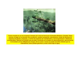 Tronco muerto en un río en bosque húmedo de la isla de Vancouver (Columbia Británica, Canadá). Estos
troncos, al bajar el río durante una inundación, pueden transportar naturalmente, brotes de decenas de
especies de plantas y líquenes, y cientos de especies de invertebrados y microorganismos a distancias
considerables. Nótense los árboles que ya están creciendo en la madera en descomposición, aprovechando
la humedad y la luz reflejada por el agua. Así es como a veces se puede encontrar árboles que no
entendemos cómo pueden germinar y echar raíces bajo el agua.
 