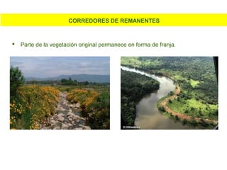 CORREDORES DE REMANENTES
 Parte de la vegetación original permanece en forma de franja.
 