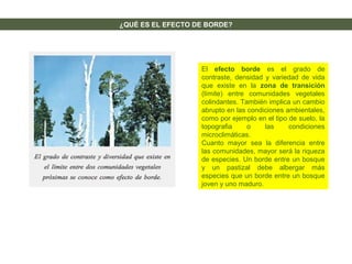 ¿QUÉ ES EL EFECTO DE BORDE?
El efecto borde es el grado de
contraste, densidad y variedad de vida
que existe en la zona de transición
(límite) entre comunidades vegetales
colindantes. También implica un cambio
abrupto en las condiciones ambientales,
como por ejemplo en el tipo de suelo, la
topografia o las condiciones
microclimáticas.
Cuanto mayor sea la diferencia entre
las comunidades, mayor será la riqueza
de especies. Un borde entre un bosque
y un pastizal debe albergar más
especies que un borde entre un bosque
joven y uno maduro.
 