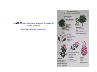 Un 25 % de los fármacos contienen derivados de
plantas silvestres.
Selvas: Farmacia aún sin descubrir.
 
