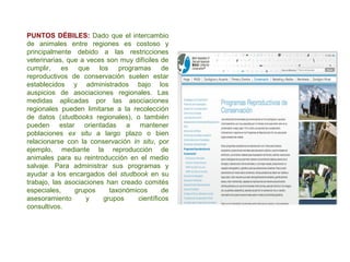 PUNTOS DÉBILES: Dado que el intercambio
de animales entre regiones es costoso y
principalmente debido a las restricciones
veterinarias, que a veces son muy difíciles de
cumplir, es que los programas de
reproductivos de conservación suelen estar
establecidos y administrados bajo los
auspicios de asociaciones regionales. Las
medidas aplicadas por las asociaciones
regionales pueden limitarse a la recolección
de datos (studbooks regionales), o también
pueden estar orientadas a mantener
poblaciones ex situ a largo plazo o bien
relacionarse con la conservación in situ, por
ejemplo, mediante la reproducción de
animales para su reintroducción en el medio
salvaje. Para administrar sus programas y
ayudar a los encargados del studbook en su
trabajo, las asociaciones han creado comités
especiales, grupos taxonómicos de
asesoramiento y grupos científicos
consultivos.
 