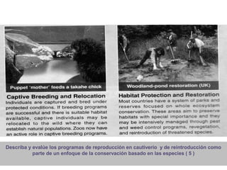 Estrategias de gestión para especies amenazadas
Describa y evalúe los programas de reproducción en cautiverio y de reintroducción como
parte de un enfoque de la conservación basado en las especies ( 5 )
 