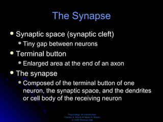 Psychology: An Introduction
Charles A. Morris & Albert A. Maisto
© 2005 Prentice Hall
The Synapse
Synaptic space (synaptic cleft)
Tiny gap between neurons
Terminal button
Enlarged area at the end of an axon
The synapse
Composed of the terminal button of one
neuron, the synaptic space, and the dendrites
or cell body of the receiving neuron
 