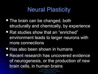 Psychology: An Introduction
Charles A. Morris & Albert A. Maisto
© 2005 Prentice Hall
Neural Plasticity
The brain can be changed, both
structurally and chemically, by experience
Rat studies show that an “enriched”
environment leads to larger neurons with
more connections
Has also been shown in humans
Recent research has uncovered evidence
of neurogenesis, or the production of new
brain cells, in human brains
 