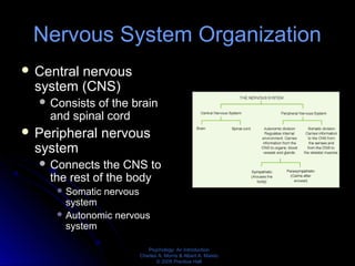 Psychology: An Introduction
Charles A. Morris & Albert A. Maisto
© 2005 Prentice Hall
Nervous System Organization
 Central nervous
system (CNS)
 Consists of the brain
and spinal cord
 Peripheral nervous
system
 Connects the CNS to
the rest of the body
 Somatic nervous
system
 Autonomic nervous
system
 
