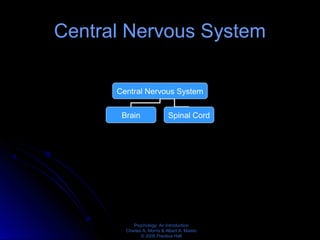 Psychology: An Introduction
Charles A. Morris & Albert A. Maisto
© 2005 Prentice Hall
Central Nervous System
Central Nervous System
Brain Spinal Cord
 