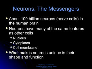 Psychology: An Introduction
Charles A. Morris & Albert A. Maisto
© 2005 Prentice Hall
Neurons: The Messengers
About 100 billion neurons (nerve cells) in
the human brain
Neurons have many of the same features
as other cells
Nucleus
Cytoplasm
Cell membrane
What makes neurons unique is their
shape and function
 