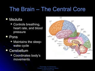 Psychology: An Introduction
Charles A. Morris & Albert A. Maisto
© 2005 Prentice Hall
The Brain – The Central Core
 Medulla
 Controls breathing,
heart rate, and blood
pressure
 Pons
 Maintains the sleep-
wake cycle
 Cerebellum
 Coordinates body’s
movements
 