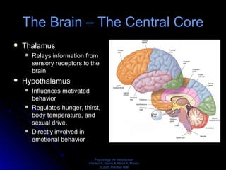Psychology: An Introduction
Charles A. Morris & Albert A. Maisto
© 2005 Prentice Hall
The Brain – The Central Core
 Thalamus
 Relays information from
sensory receptors to the
brain
 Hypothalamus
 Influences motivated
behavior
 Regulates hunger, thirst,
body temperature, and
sexual drive.
 Directly involved in
emotional behavior
 