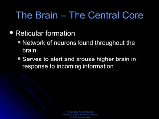Psychology: An Introduction
Charles A. Morris & Albert A. Maisto
© 2005 Prentice Hall
The Brain – The Central Core
Reticular formation
Network of neurons found throughout the
brain
Serves to alert and arouse higher brain in
response to incoming information
 