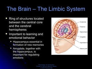Psychology: An Introduction
Charles A. Morris & Albert A. Maisto
© 2005 Prentice Hall
The Brain – The Limbic System
 Ring of structures located
between the central core
and the cerebral
hemispheres
 Important to learning and
emotional behavior
 Hippocampus essential in
formation of new memories
 Amygdala, together with
the hippocampus, is
important for regulating
emotions
 
