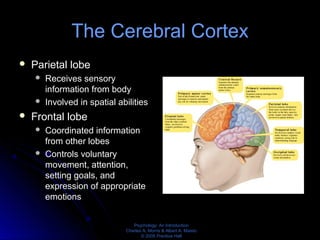 Psychology: An Introduction
Charles A. Morris & Albert A. Maisto
© 2005 Prentice Hall
The Cerebral Cortex
 Parietal lobe
 Receives sensory
information from body
 Involved in spatial abilities
 Frontal lobe
 Coordinated information
from other lobes
 Controls voluntary
movement, attention,
setting goals, and
expression of appropriate
emotions
 