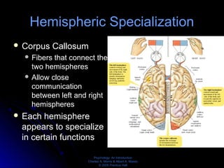 Psychology: An Introduction
Charles A. Morris & Albert A. Maisto
© 2005 Prentice Hall
Hemispheric Specialization
 Corpus Callosum
 Fibers that connect the
two hemispheres
 Allow close
communication
between left and right
hemispheres
 Each hemisphere
appears to specialize
in certain functions
 