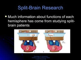Psychology: An Introduction
Charles A. Morris & Albert A. Maisto
© 2005 Prentice Hall
Split-Brain Research
Much information about functions of each
hemisphere has come from studying split-
brain patients
 