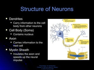 Psychology: An Introduction
Charles A. Morris & Albert A. Maisto
© 2005 Prentice Hall
Structure of Neurons
 Dendrites
 Carry information to the cell
body from other neurons
 Cell Body (Soma)
 Contains nucleus
 Axon
 Carries information to the
next cell
 Myelin Sheath
 Insulates the axon and
speeds up the neural
impulse
 
