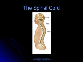 Psychology: An Introduction
Charles A. Morris & Albert A. Maisto
© 2005 Prentice Hall
The Spinal Cord
 
