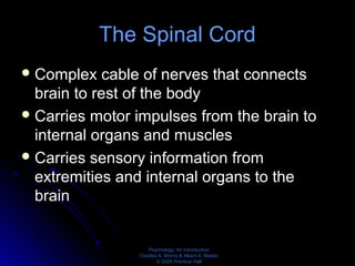 Psychology: An Introduction
Charles A. Morris & Albert A. Maisto
© 2005 Prentice Hall
The Spinal Cord
Complex cable of nerves that connects
brain to rest of the body
Carries motor impulses from the brain to
internal organs and muscles
Carries sensory information from
extremities and internal organs to the
brain
 