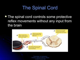 Psychology: An Introduction
Charles A. Morris & Albert A. Maisto
© 2005 Prentice Hall
The Spinal Cord
The spinal cord controls some protective
reflex movements without any input from
the brain
 