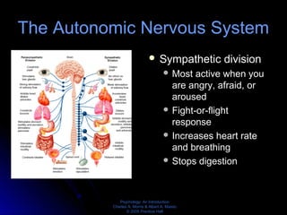 Psychology: An Introduction
Charles A. Morris & Albert A. Maisto
© 2005 Prentice Hall
The Autonomic Nervous System
 Sympathetic division
 Most active when you
are angry, afraid, or
aroused
 Fight-or-flight
response
 Increases heart rate
and breathing
 Stops digestion
 