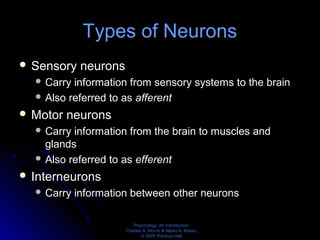 Psychology: An Introduction
Charles A. Morris & Albert A. Maisto
© 2005 Prentice Hall
Types of Neurons
 Sensory neurons
 Carry information from sensory systems to the brain
 Also referred to as afferent
 Motor neurons
 Carry information from the brain to muscles and
glands
 Also referred to as efferent
 Interneurons
 Carry information between other neurons
 