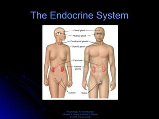 Psychology: An Introduction
Charles A. Morris & Albert A. Maisto
© 2005 Prentice Hall
The Endocrine System
 