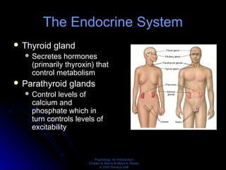 Psychology: An Introduction
Charles A. Morris & Albert A. Maisto
© 2005 Prentice Hall
The Endocrine System
 Thyroid gland
 Secretes hormones
(primarily thyroxin) that
control metabolism
 Parathyroid glands
 Control levels of
calcium and
phosphate which in
turn controls levels of
excitability
 