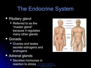 Psychology: An Introduction
Charles A. Morris & Albert A. Maisto
© 2005 Prentice Hall
The Endocrine System
 Pituitary gland
 Referred to as the
“master gland”
because it regulates
many other glands
 Gonads
 Ovaries and testes
secrete estrogens and
androgens
 Adrenal glands
 Secretes hormones in
reaction to stress
 