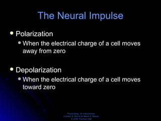 Psychology: An Introduction
Charles A. Morris & Albert A. Maisto
© 2005 Prentice Hall
The Neural Impulse
Polarization
When the electrical charge of a cell moves
away from zero
Depolarization
When the electrical charge of a cell moves
toward zero
 