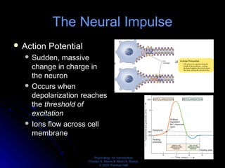 Psychology: An Introduction
Charles A. Morris & Albert A. Maisto
© 2005 Prentice Hall
The Neural Impulse
 Action Potential
 Sudden, massive
change in charge in
the neuron
 Occurs when
depolarization reaches
the threshold of
excitation
 Ions flow across cell
membrane
 