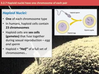 Haploid Def IB Biology 3.2 Slides: Chromosomes | PPTX