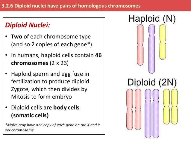 How many homologous chromosomes in sperm