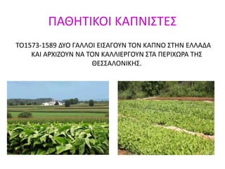 ΠΑΘΗΤΙΚΟΙ ΚΑΠΝΙΣΤΕΣ
ΤΟ1573-1589 ΔΥΟ ΓΑΛΛΟΙ ΕΙΣΑΓΟΥΝ ΤΟΝ ΚΑΠΝΟ ΣΤΗΝ ΕΛΛΑΔΑ
ΚΑΙ ΑΡΧΙΖΟΥΝ ΝΑ ΤΟΝ ΚΑΛΛΙΕΡΓΟΥΝ ΣΤΑ ΠΕΡΙΧΩΡΑ ΤΗΣ
ΘΕΣΣΑΛΟΝΙΚΗΣ.
 