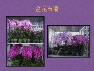 3.內湖花市